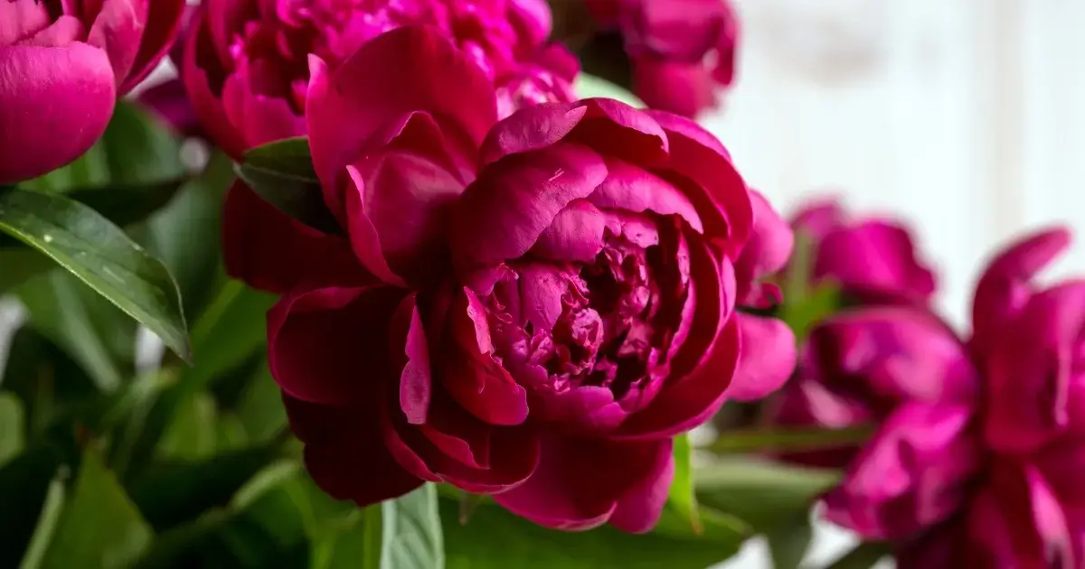 A close-up view of vibrant pink peony flowers, showcasing the beautiful layers of petals and rich color of these popular varieties.