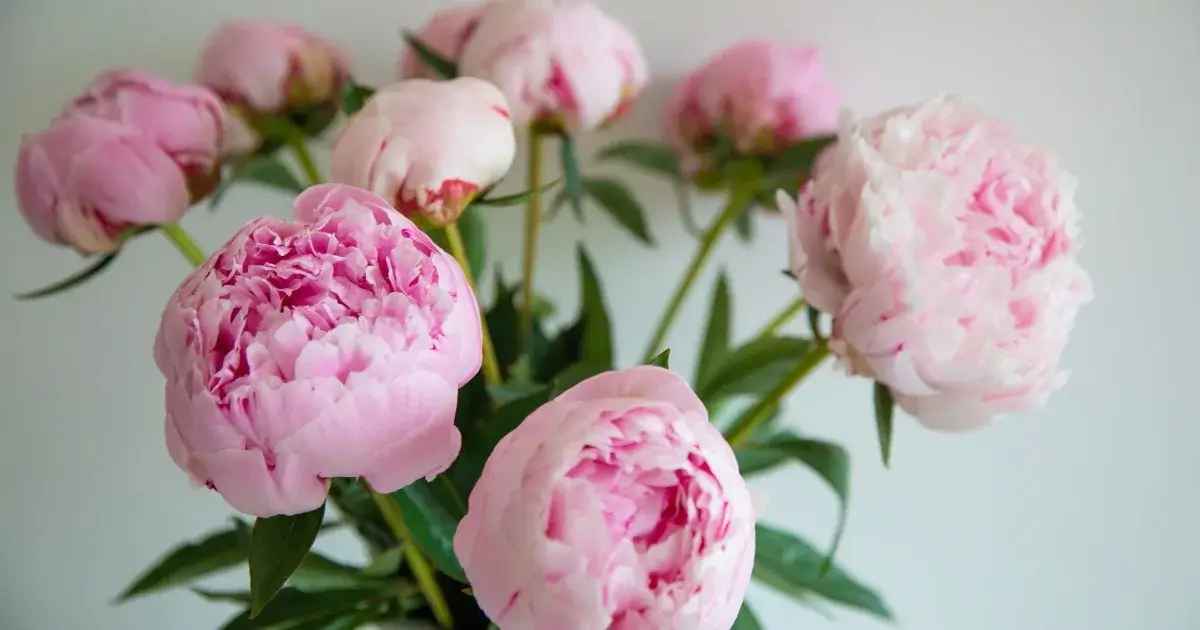 A close-up of peony blooms, capturing the soft petals and lush colors, symbolizing the beauty and brief blooming period of peonies.