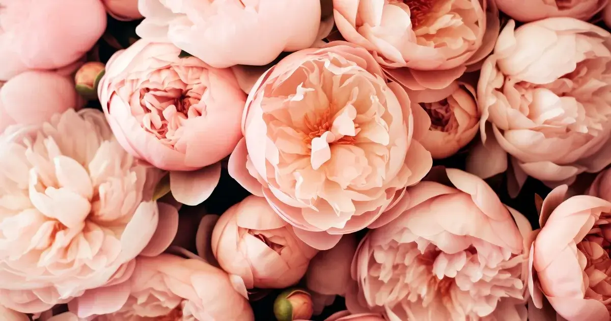 A photo of pink peony flowers with green foliage, highlighting the optimal growing conditions for planting peonies in gardens or flower beds.