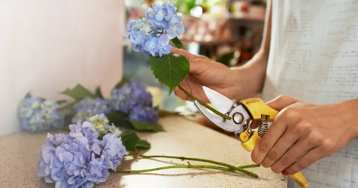 Person cutting a hydrangea stem with shears, trimming flower stems correctly, featured by Sun Valley Flower, Dubai.