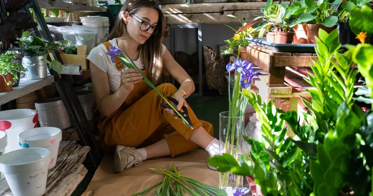 Person cutting an iris stem with shears in a greenhouse, illustrating trimming stems, featured by Sun Valley Flower, Dubai.