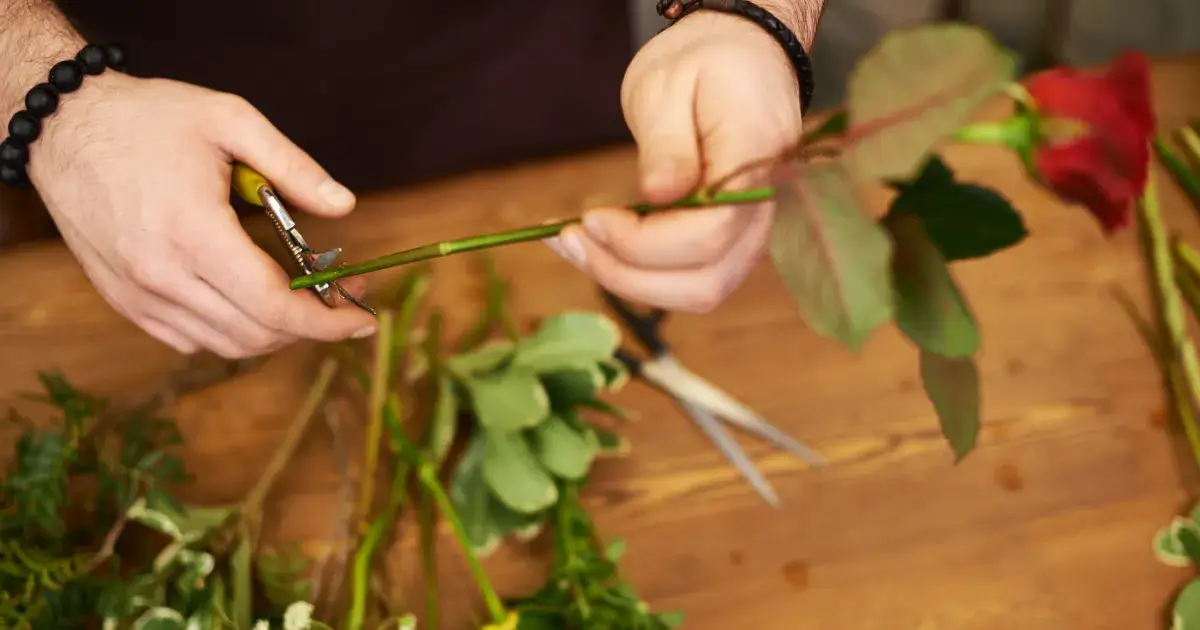 Person cutting a rose stem with shears, demonstrating the stem at a 45-degree angle and make a clean, sharp cut about 1-2 inches from the bottom, featured by Sun Valley Flower, Dubai.