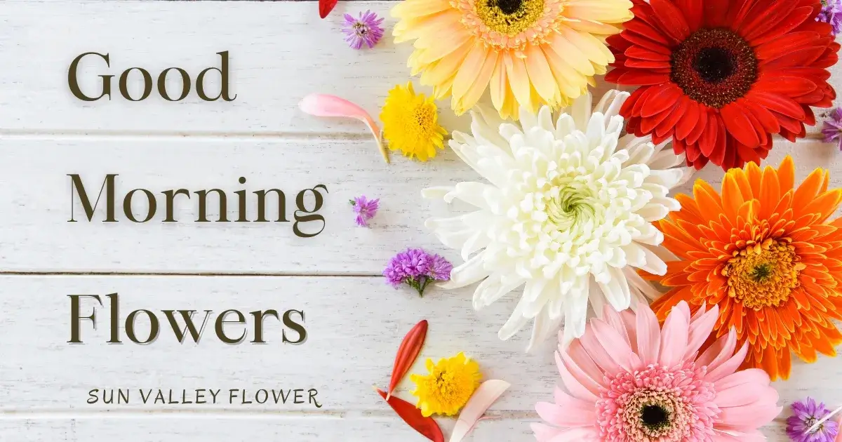 Good Morning Flowers - A beautiful arrangement of colorful Gerbera daisies with scattered petals on a wooden background, by Sun Valley Flower.