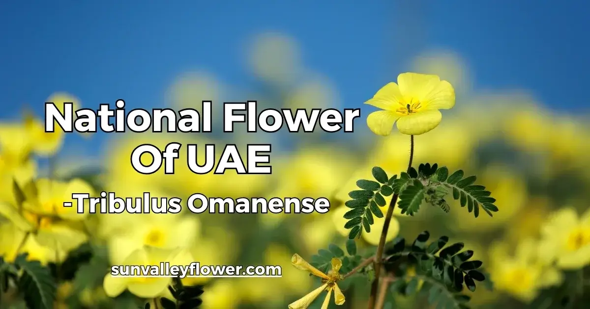 Tribulus Omanense, the national flower of UAE, blooming with vibrant yellow petals in the desert.