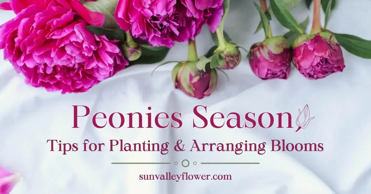 A close-up of vibrant pink peony flowers on a white surface, with the text "Peonies Season Tips for Planting & Arranging Blooms" displayed, showcasing the beauty of peony blooms.