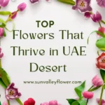 Pink and red tulips thriving in UAE desert with Sun Valley Flower, top flowers for Dubai heat care.