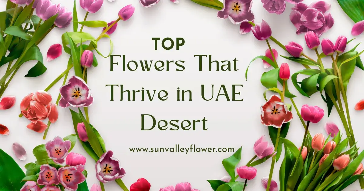 Pink and red tulips thriving in UAE desert with Sun Valley Flower, top flowers for Dubai heat care.